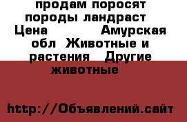 продам поросят породы ландраст › Цена ­ 4 000 - Амурская обл. Животные и растения » Другие животные   